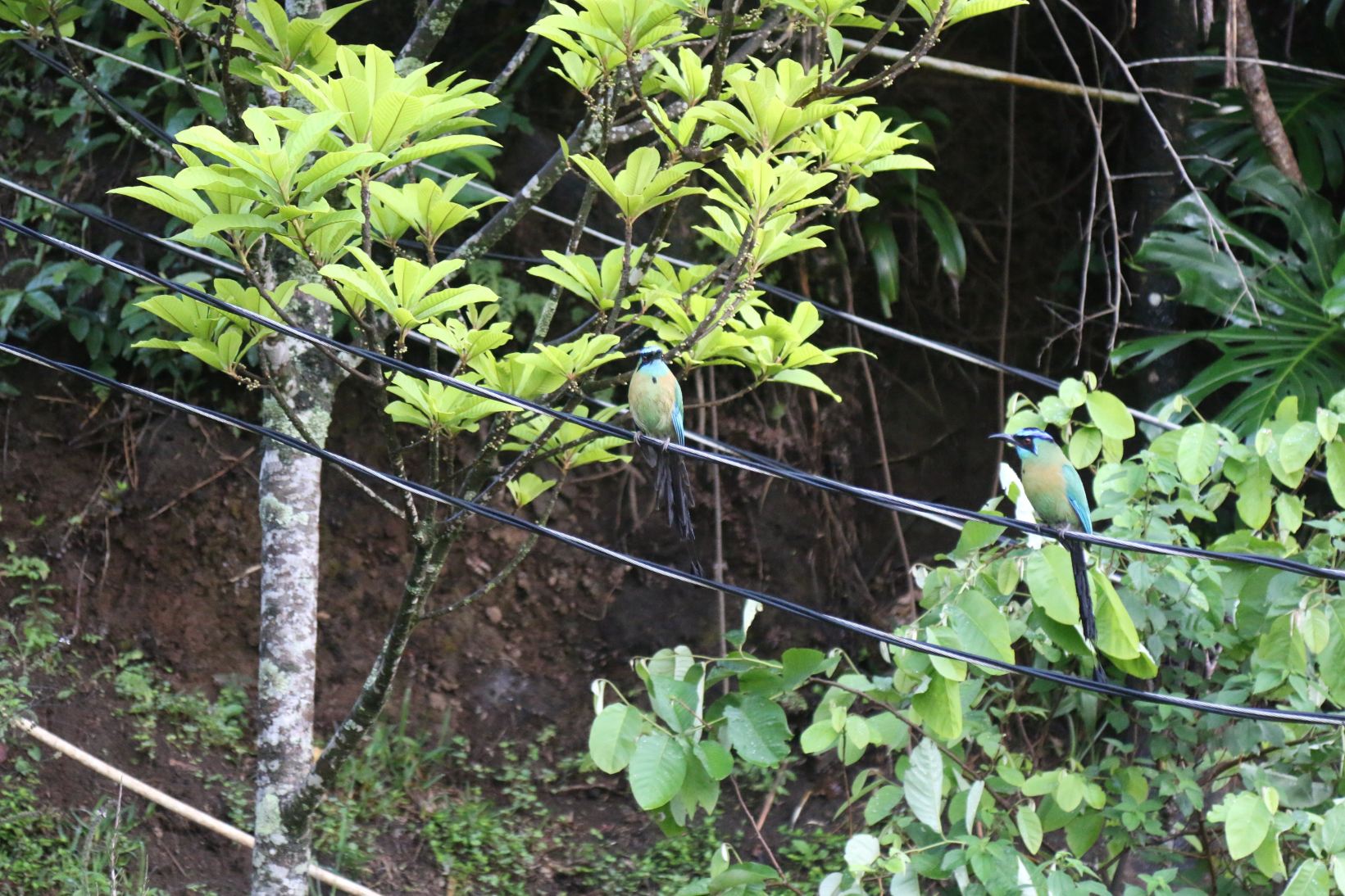 La Guayaba Monteverde-旅行者