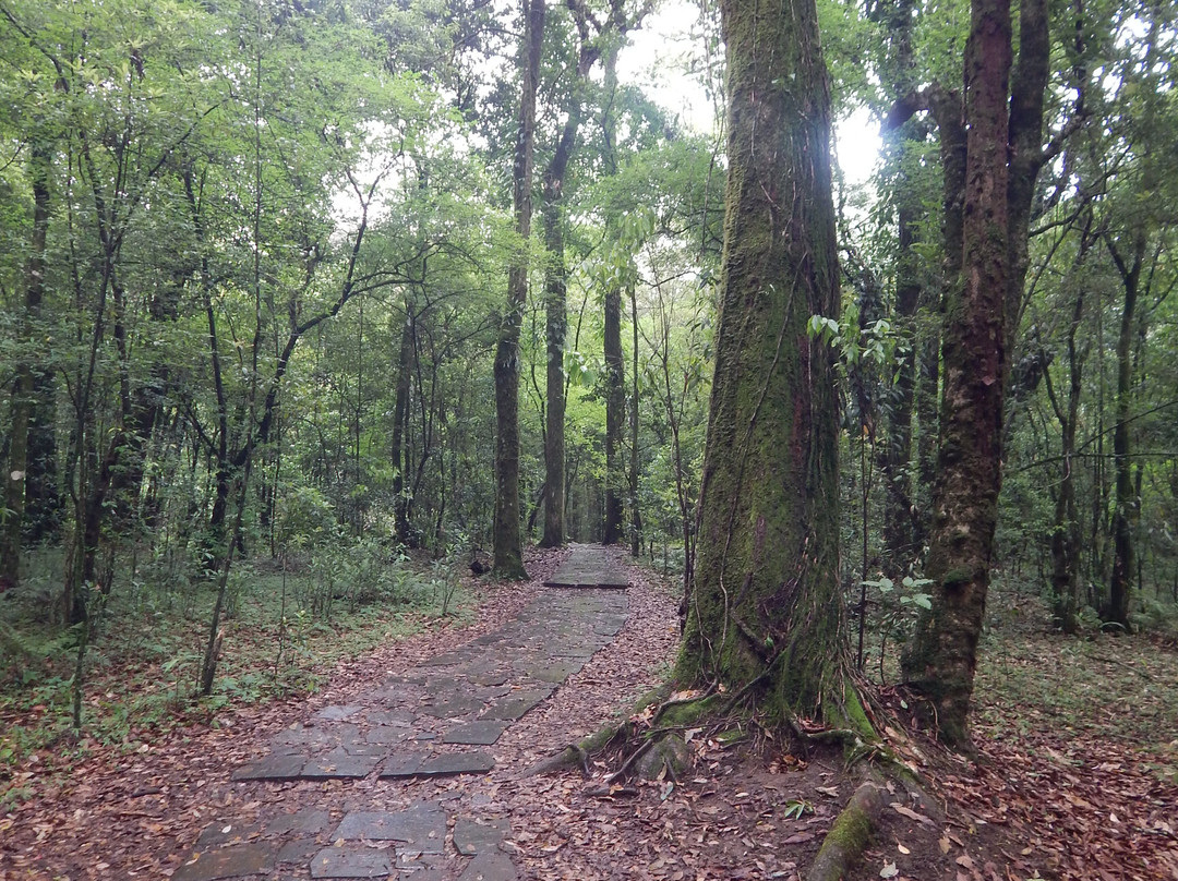 Mawphlang Sacred Forest-西隆必去景点