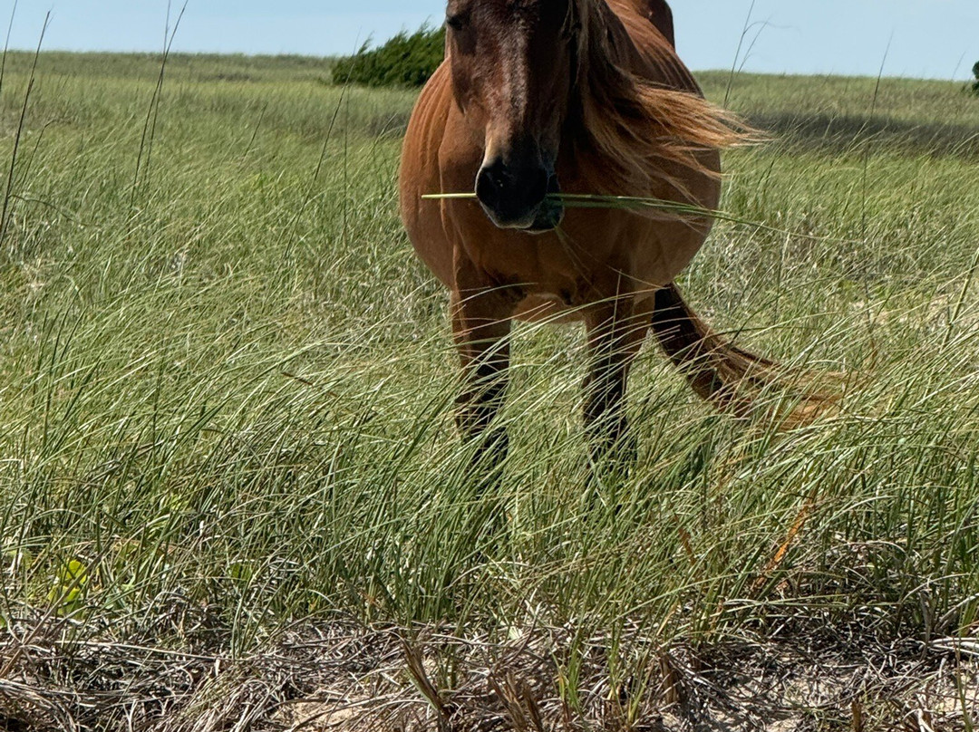Shackleford Banks-Harkers Island必去景点