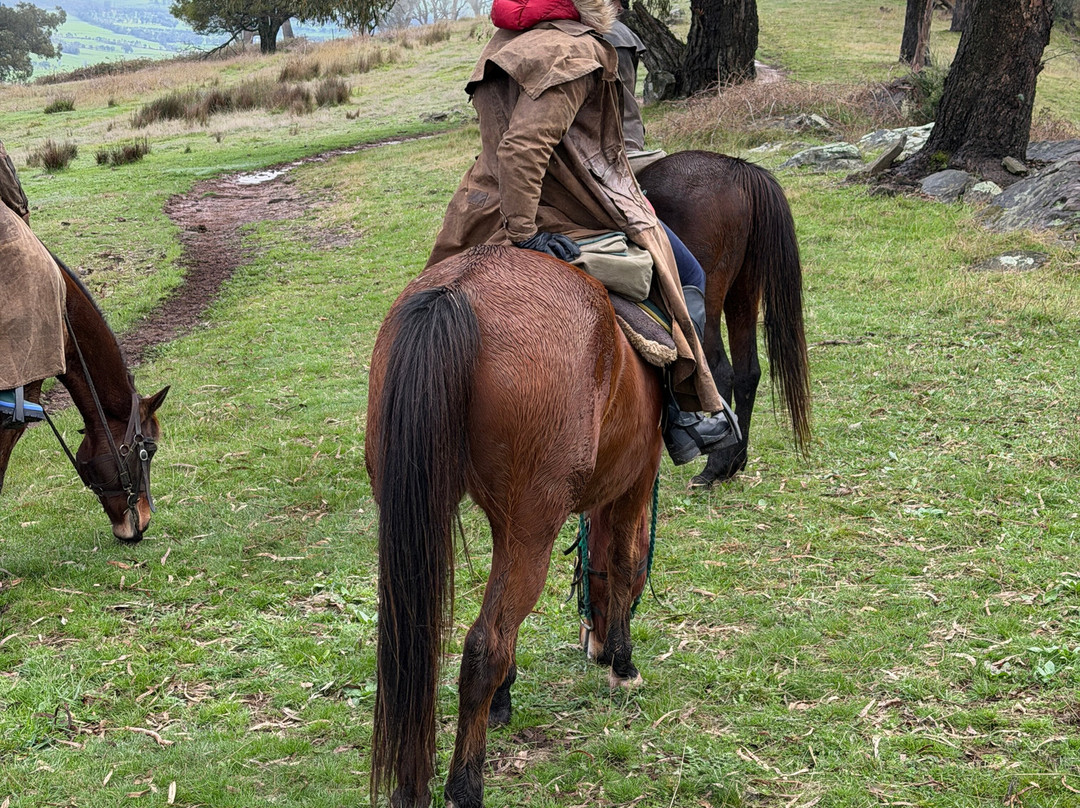 Watson's Mountain Country Trail Rides - Day Tours-曼斯菲尔德必去景点