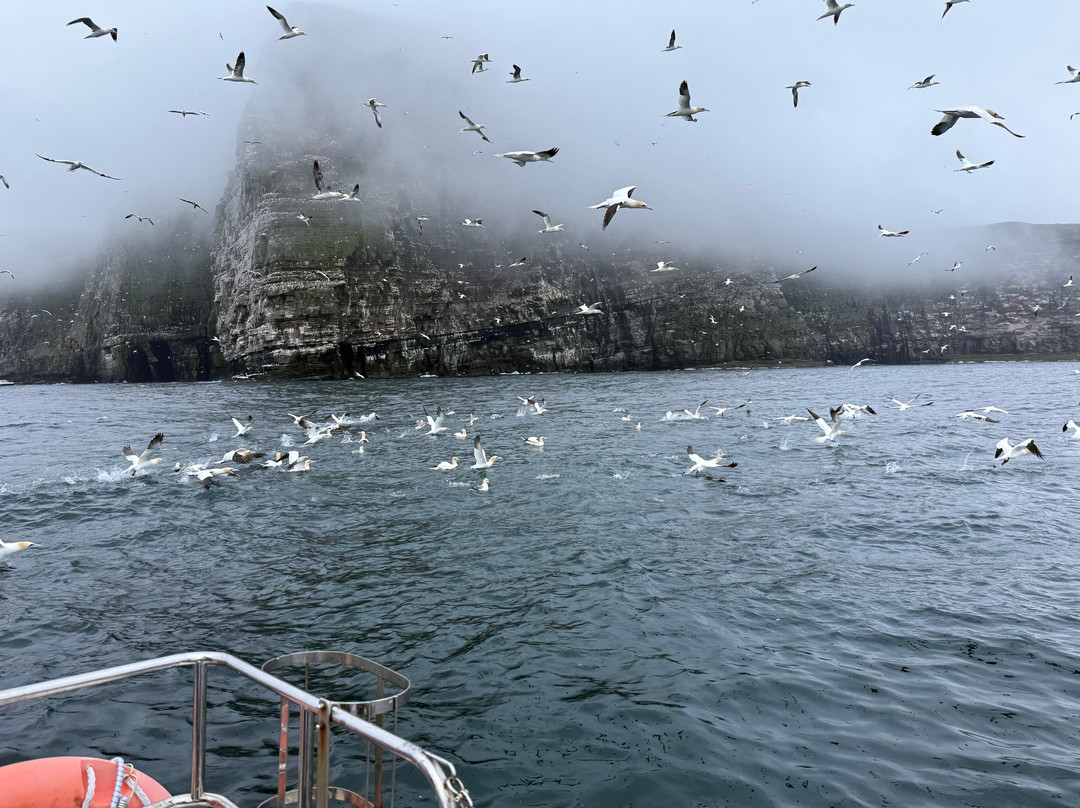Shetland Seabird Tours - The Noss Boat-Lerwick必去景点