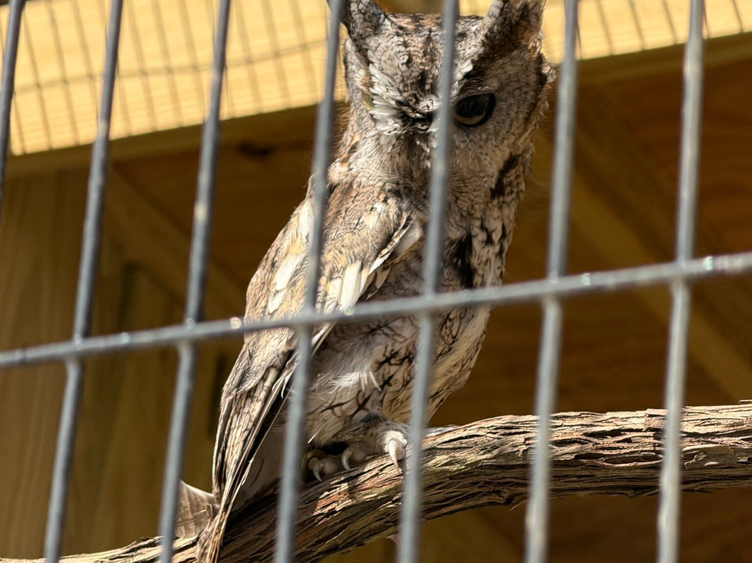 Red Wolf Sanctuary-Rising Sun必去景点