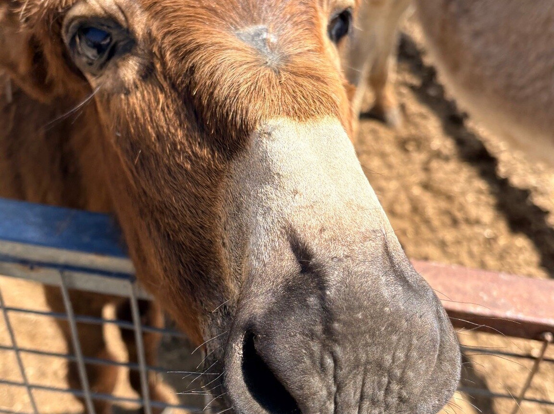 Trakkos Donkey Farm