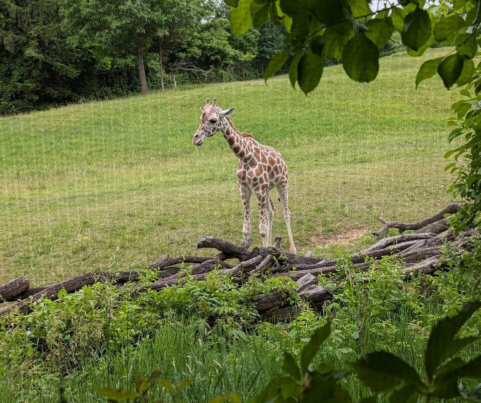 Binder Park Zoo-Battle Creek必去景点