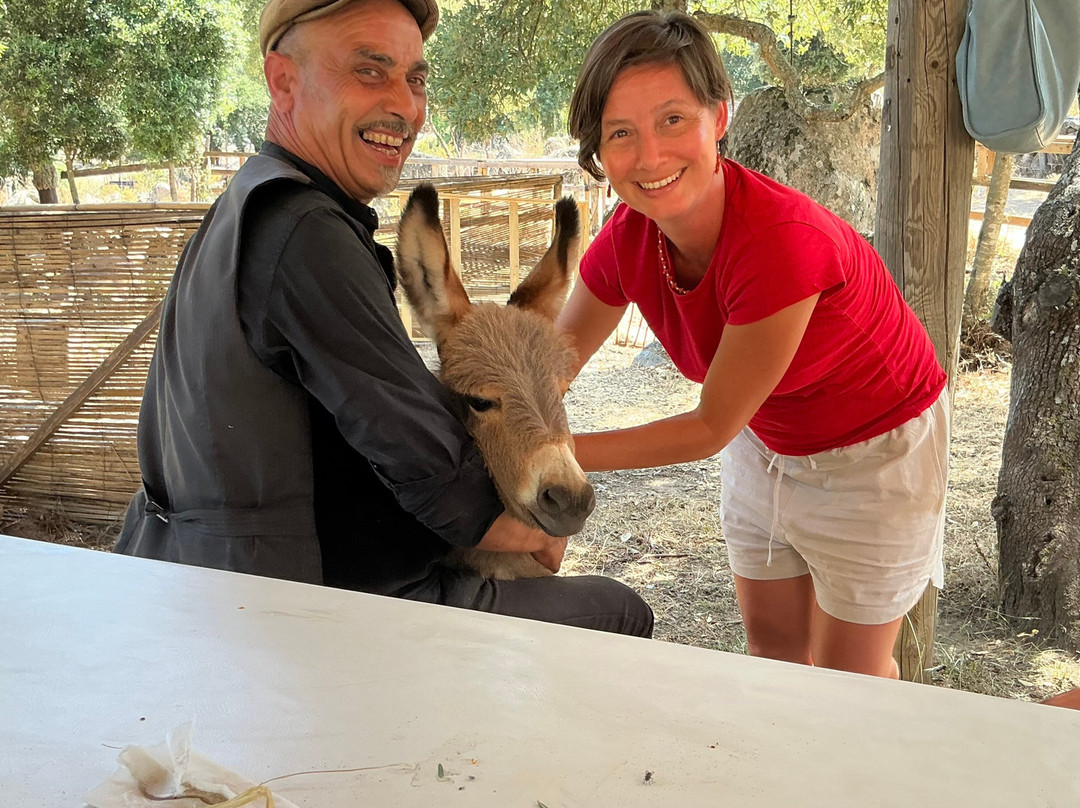 Sardinian Donkeys Farm Is Burriccheddus-Burcei必去景点