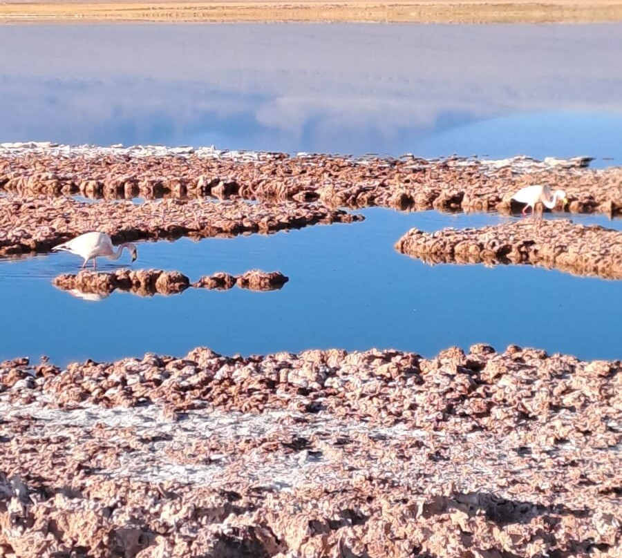 Laguna Cejar-圣佩德罗-德阿塔卡马必去景点