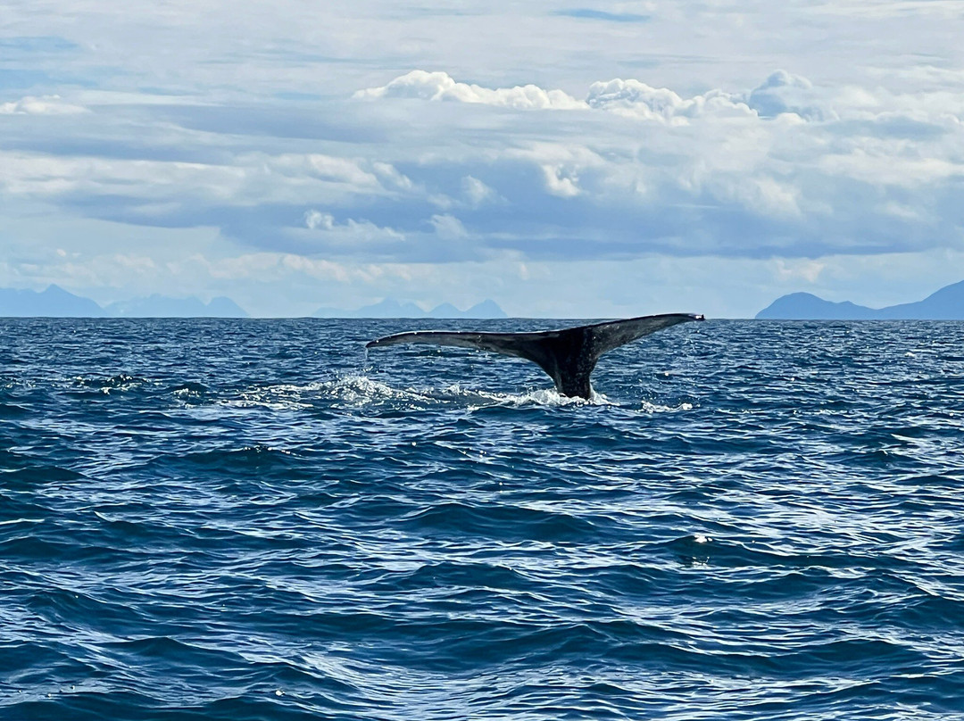 Whale2Sea-Andenes必去景点