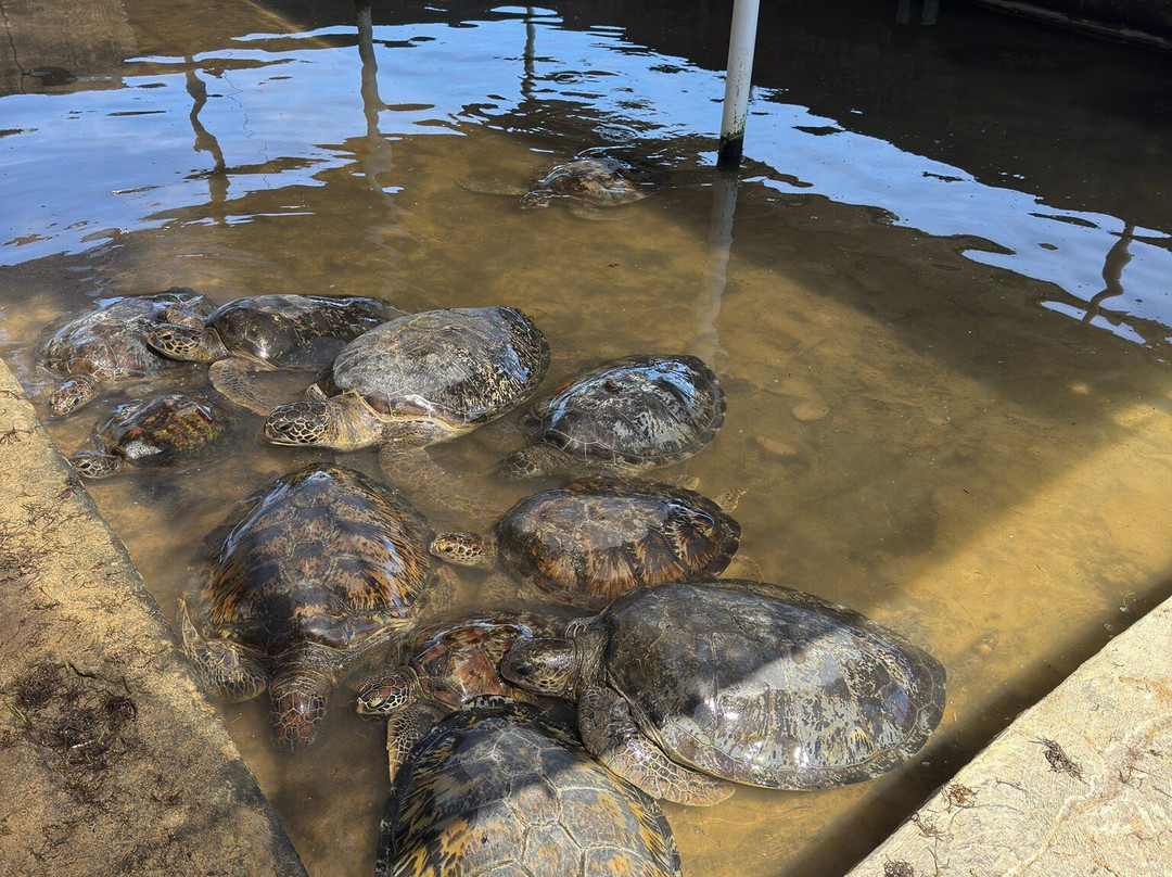 Deluang Sari Turtle Conservation Center-南湾必去景点