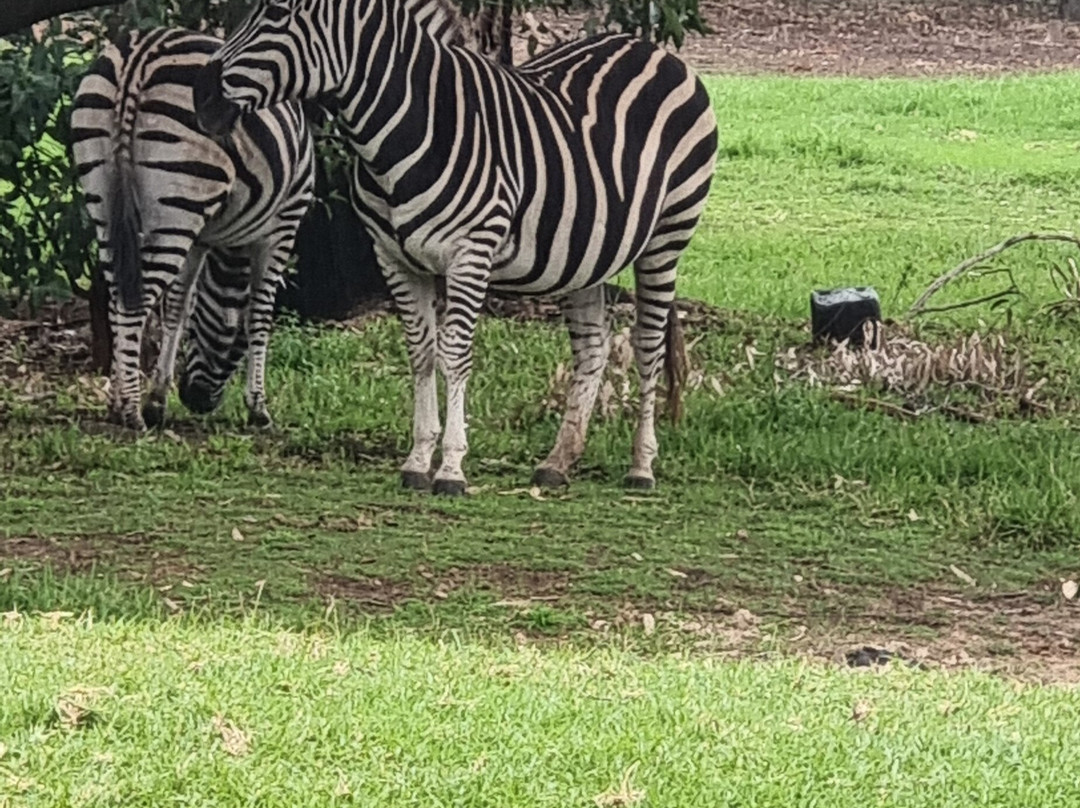 Taronga Western Plains Zoo-达博必去景点
