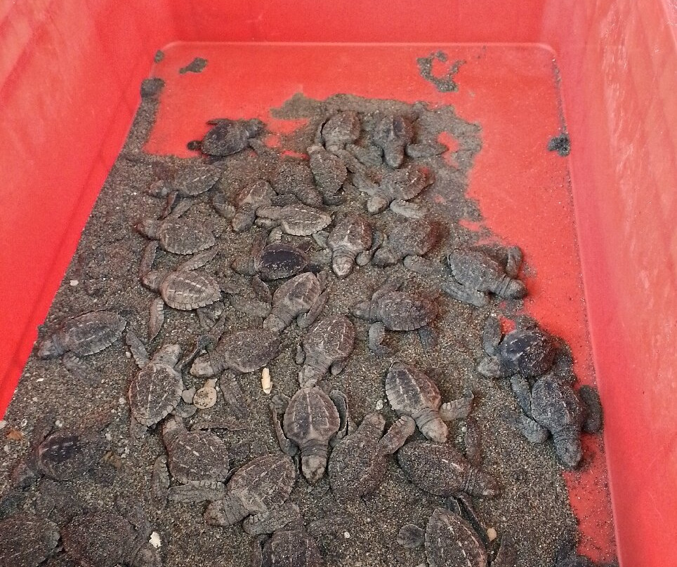 Saba Asri Turtles Conservation-布拉巴度必去景点