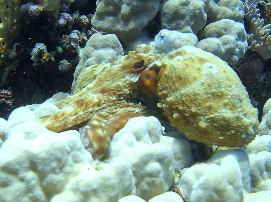 Deep Ocean Blue Diving Center-艾尔可西利亚必去景点