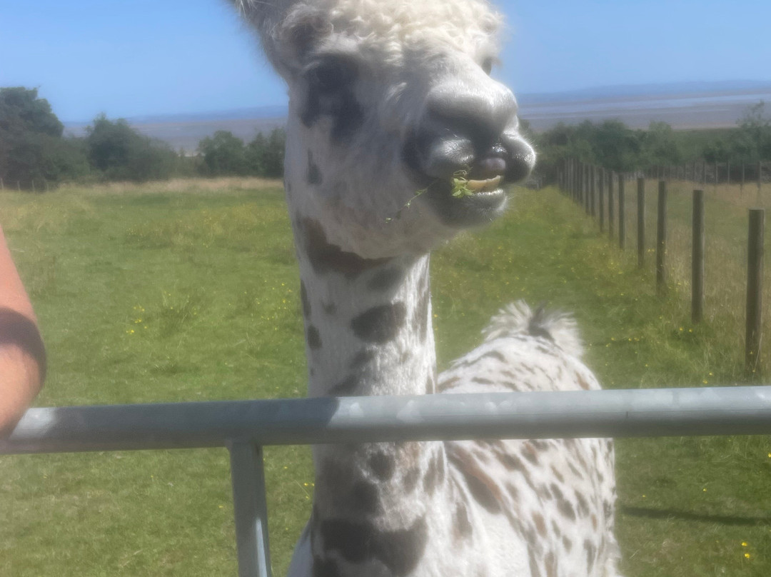 Bardsea Alpacas And Llamas-Bardsea必去景点