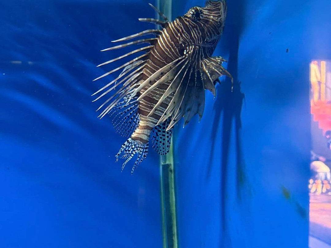 Abyss Fish Aquarium Goa-Verna必去景点
