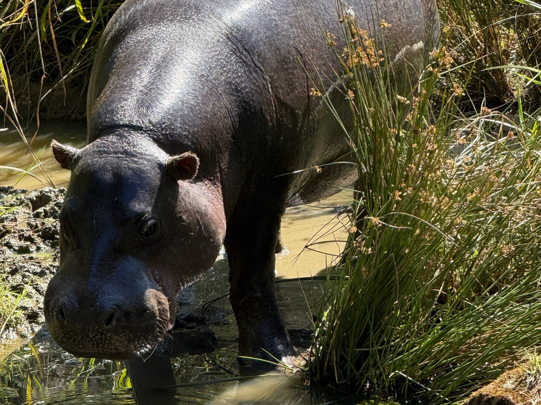 Parc Animalier et Botanique de Branféré-Le Guerno必去景点