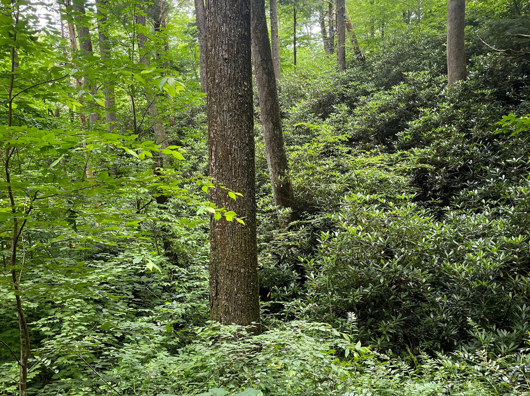 Great Smoky Mountains National Park-盖林柏格必去景点
