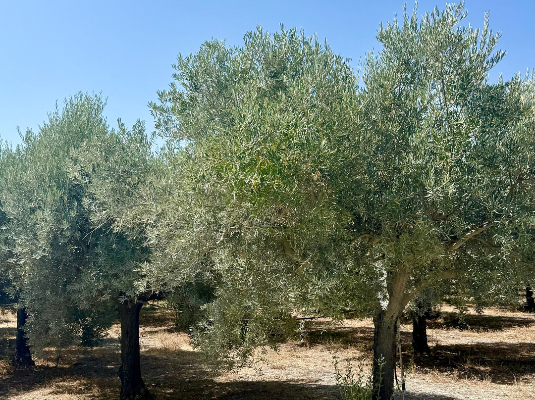 Monterosa Olive Oil Farm-Moncarapacho必去景点
