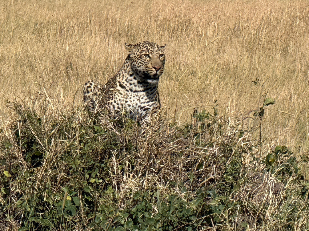 Seringet Mara Camp - Nigel Archer Safaris