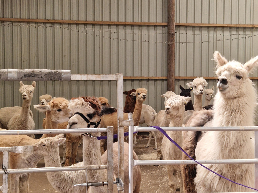 Balnuith Alpacas-敦提必去景点