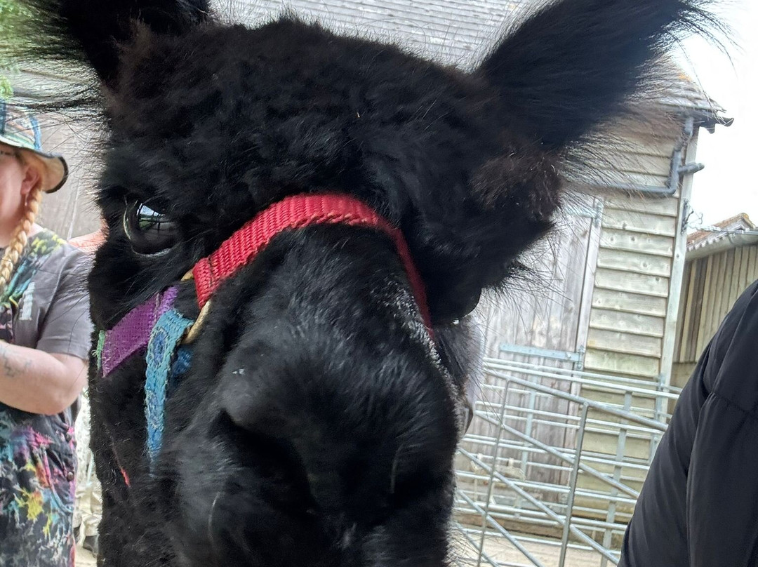 Alpaca Walking - With Spring Farm Alpacas-Fletching必去景点
