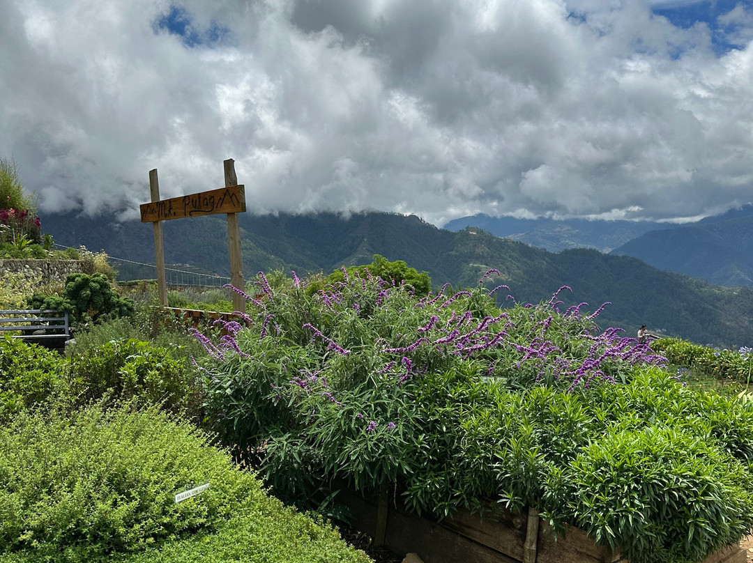Northern Blossom Flower Farm-Atok必去景点
