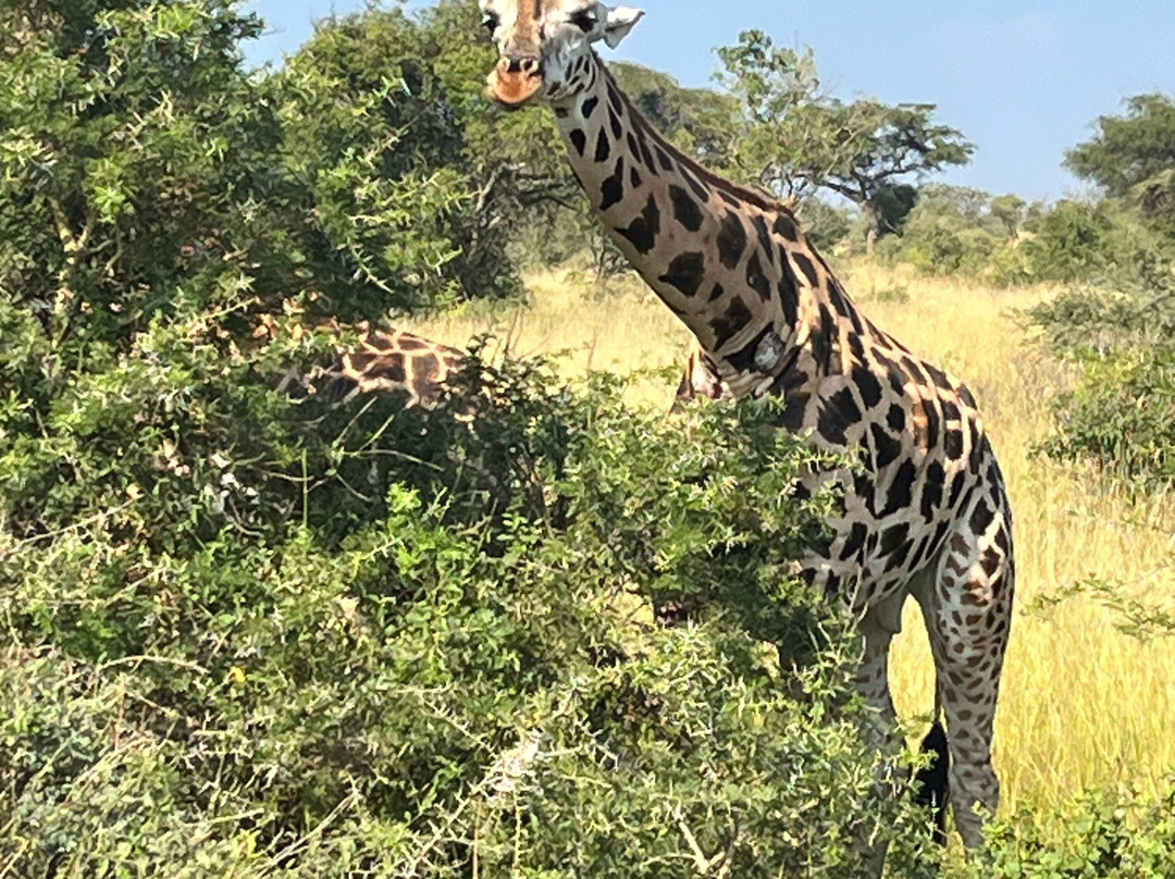Northern Nature Safaris-Gulu必去景点
