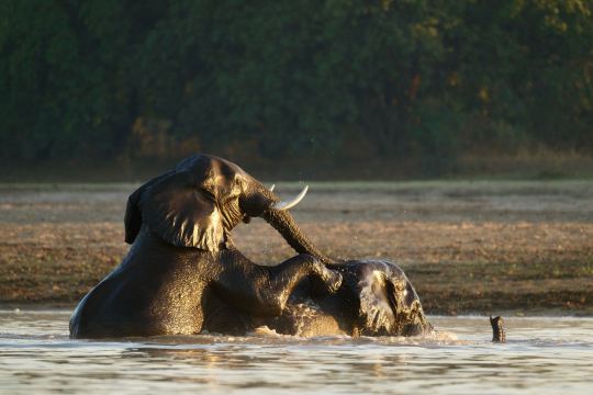 Msandile River Lodge-旅行者