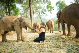 Elephant Freedom Village-清迈必去景点