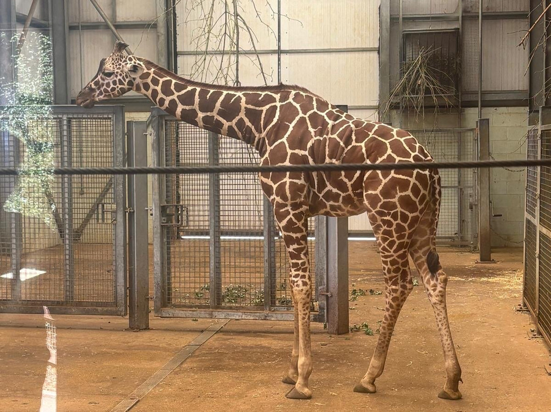 Whipsnade Zoo-邓斯特布尔必去景点