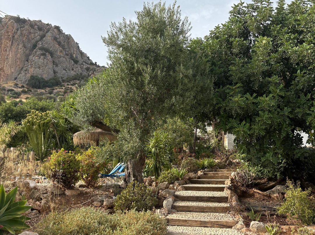 Olive Branch El Chorro主图