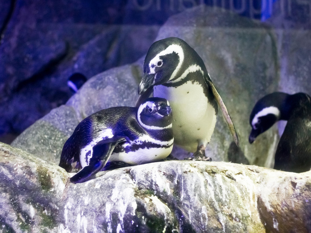 Ubatuba Aquarium-乌巴图巴必去景点