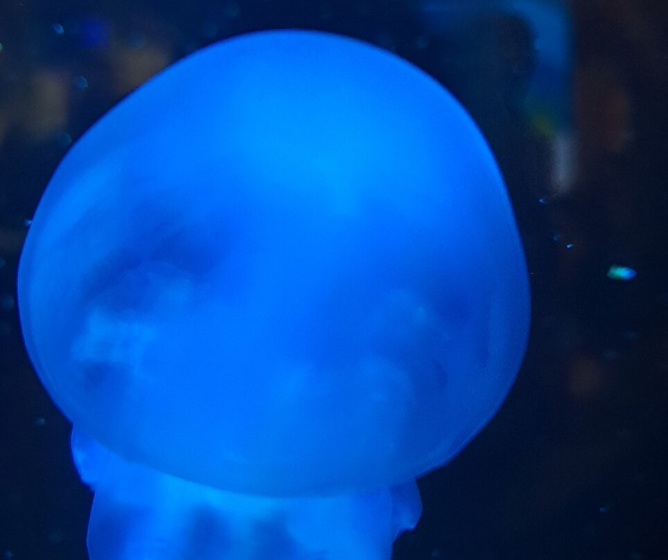 Bergen Aquarium-卑尔根必去景点