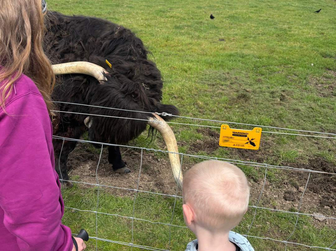 Robertson's - The Larder & Highland Cows - Beauly-Beauly必去景点