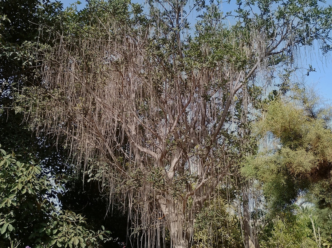 Botanical Park of Maspalomas (El Parque Botanico de Maspalomas)-马斯帕洛马斯必去景点