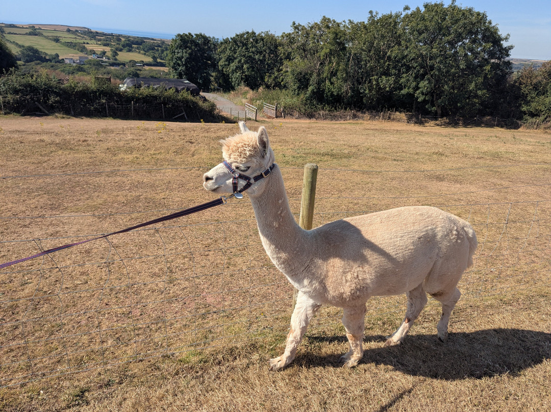 Pembrokeshire Alpaca Trekking-腾比必去景点