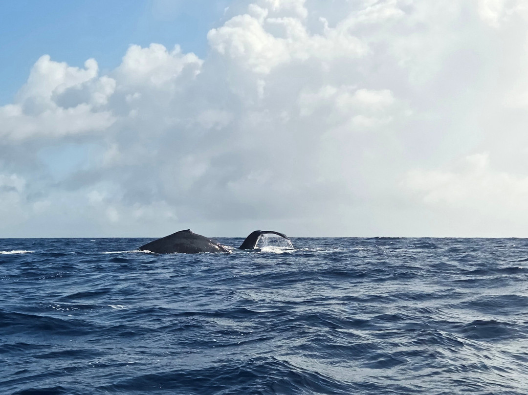 Kiko's Swim with Whales Tours-'Eua Island必去景点