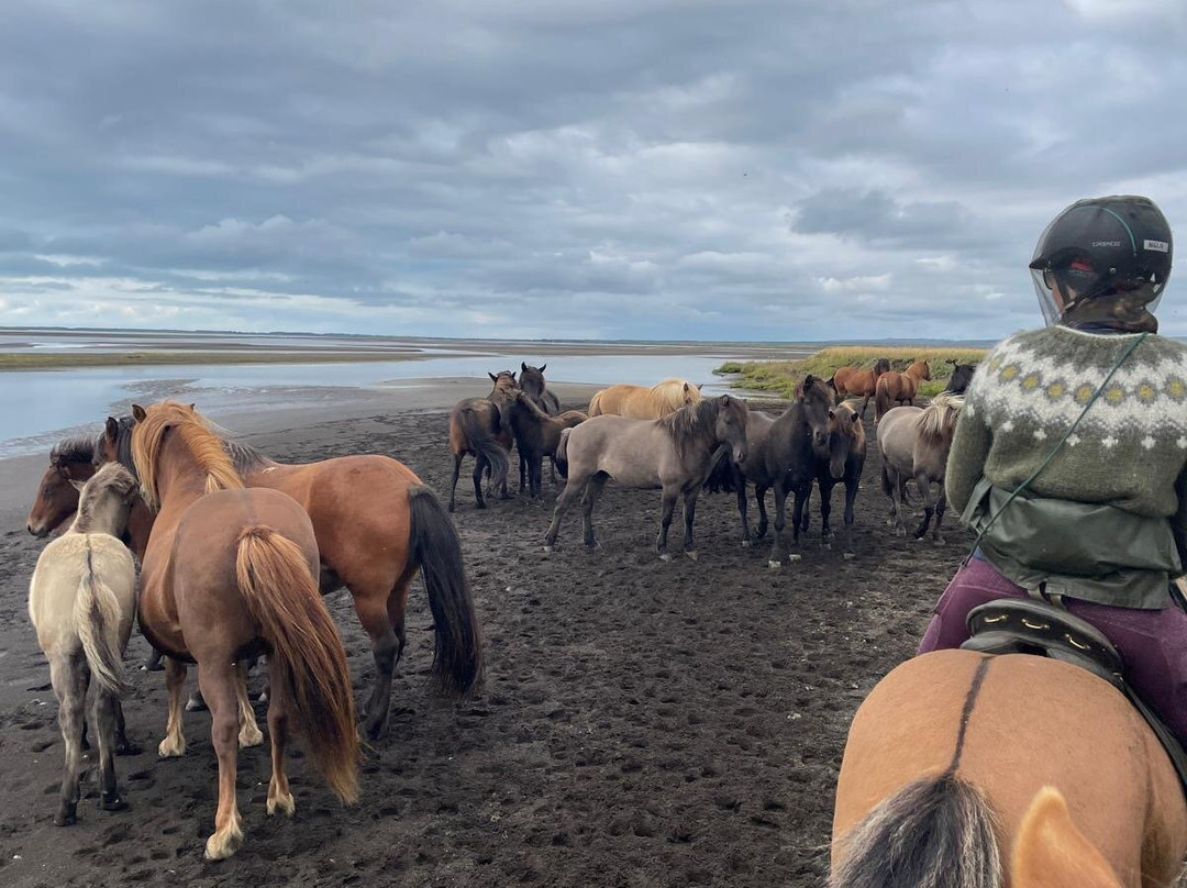 Eldhestar Volcano Horses-Olfus必去景点