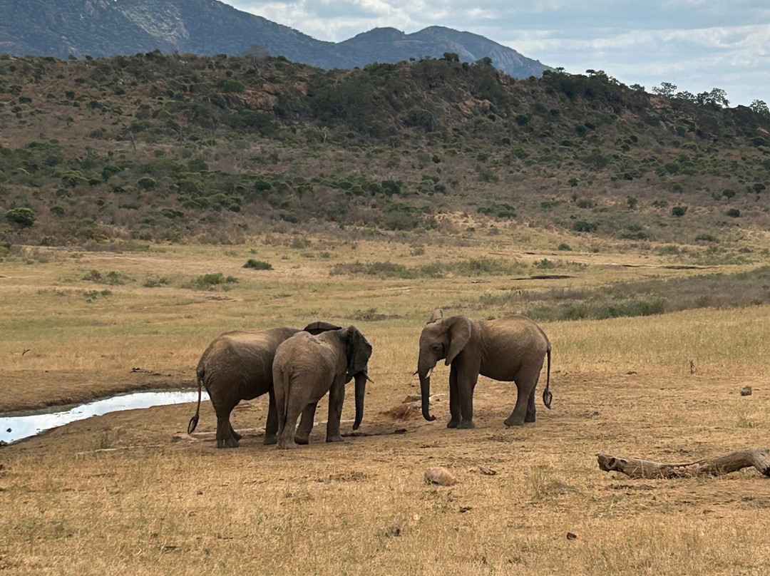 Ngulia Safari Lodge主图