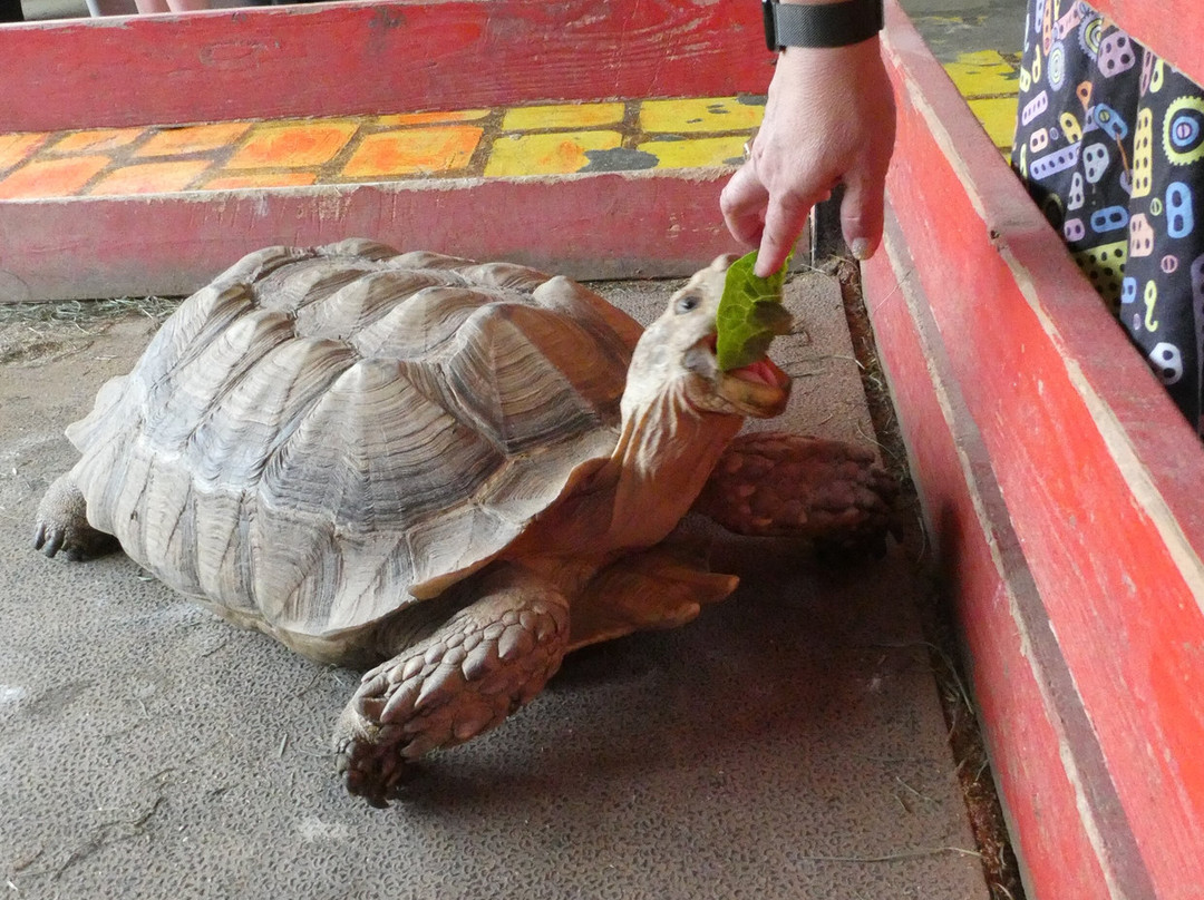 Debbie Dolittle's Indoor Petting Zoo-塔科马必去景点
