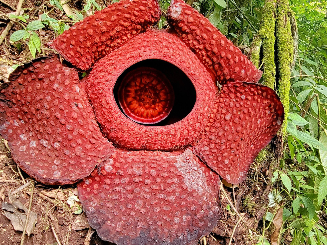 Batang Palupuh Nature Conservation Center (Rafflesia Park)-Palupuh必去景点
