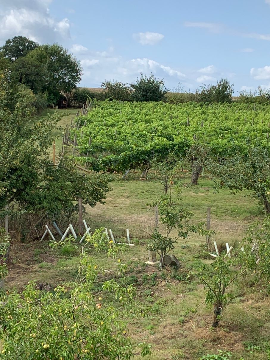 Ryedale Vineyards-旅行者