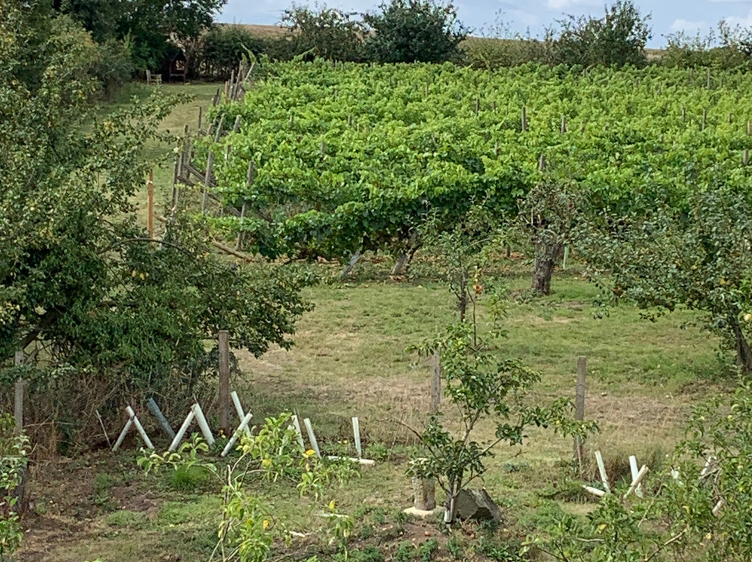 Ryedale Vineyards主图