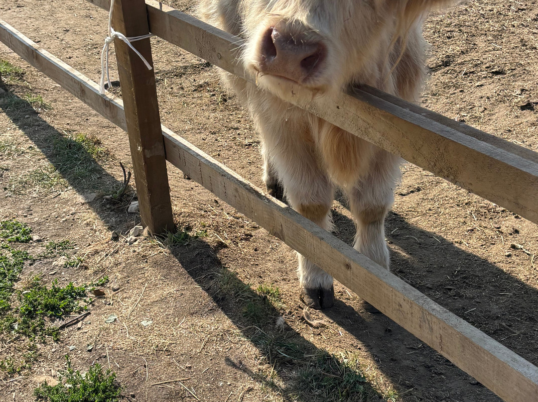 Highland Cow Cottage-剑桥必去景点