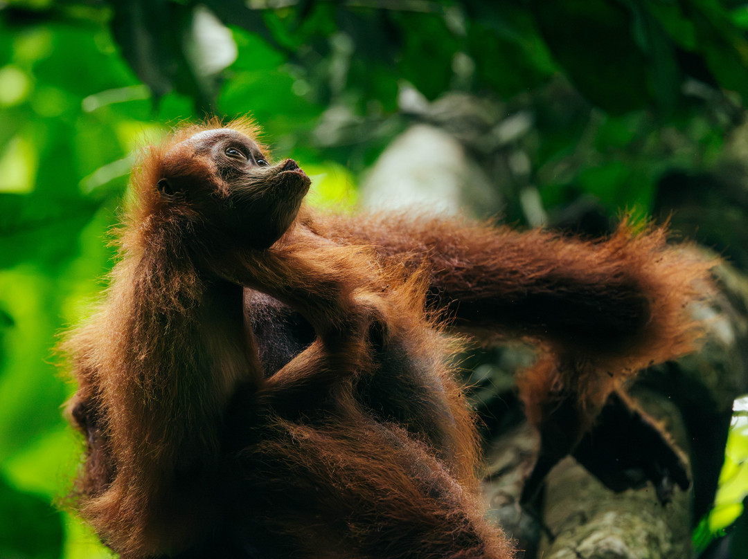 Jhony Jungle Trekking-Ketambe必去景点