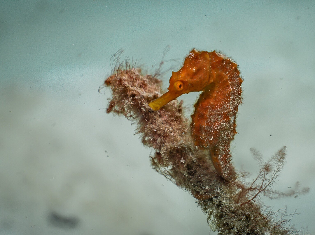 Bocas Dive Center-博卡斯镇必去景点