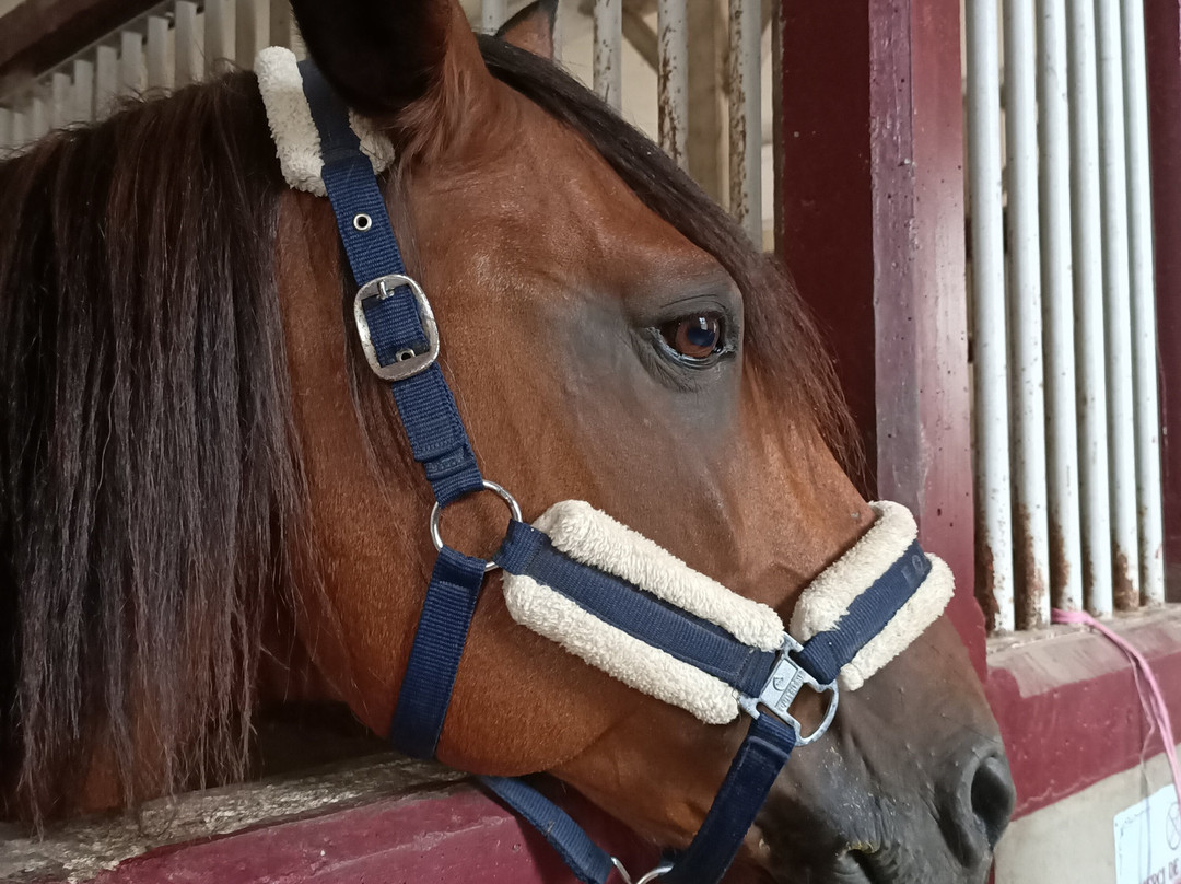 Haras De La Vendée-La Roche-sur-Yon必去景点