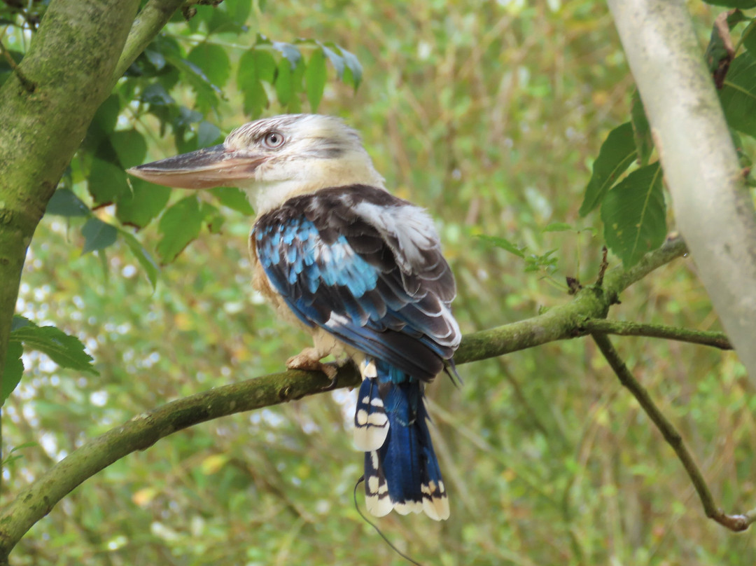The British Bird of Prey Centre-喀麦登必去景点