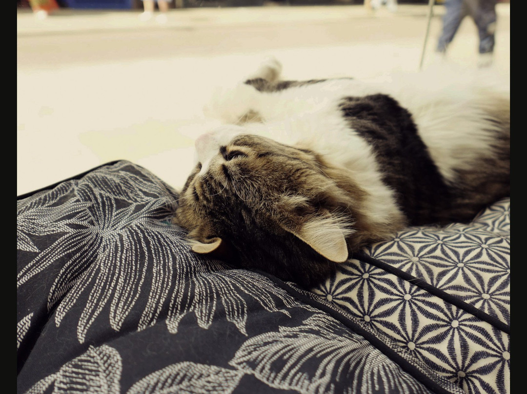 Bedford Cat Café-贝德福德必去景点