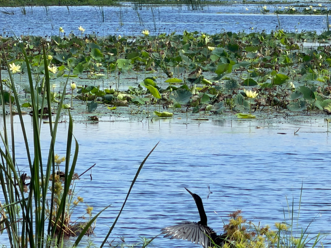 Savannah National Wildlife Refuge-Hardeeville必去景点
