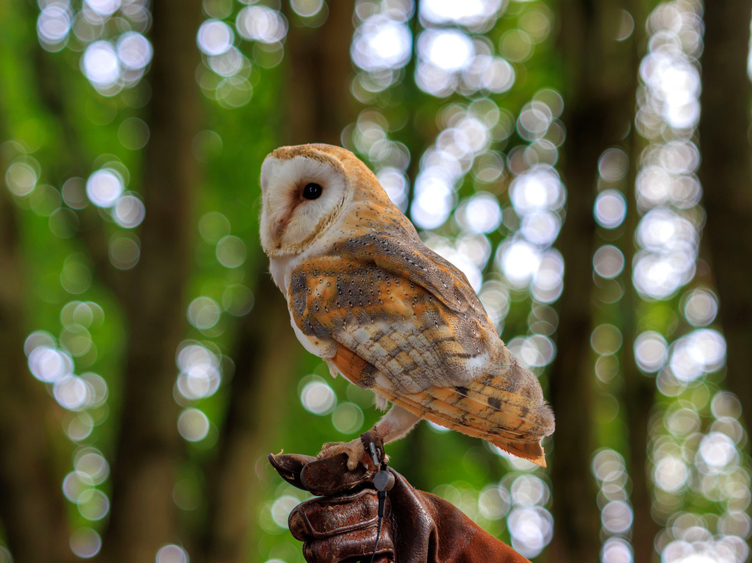 Hawk Conservancy Trust Bird of Prey Centre-Andover必去景点