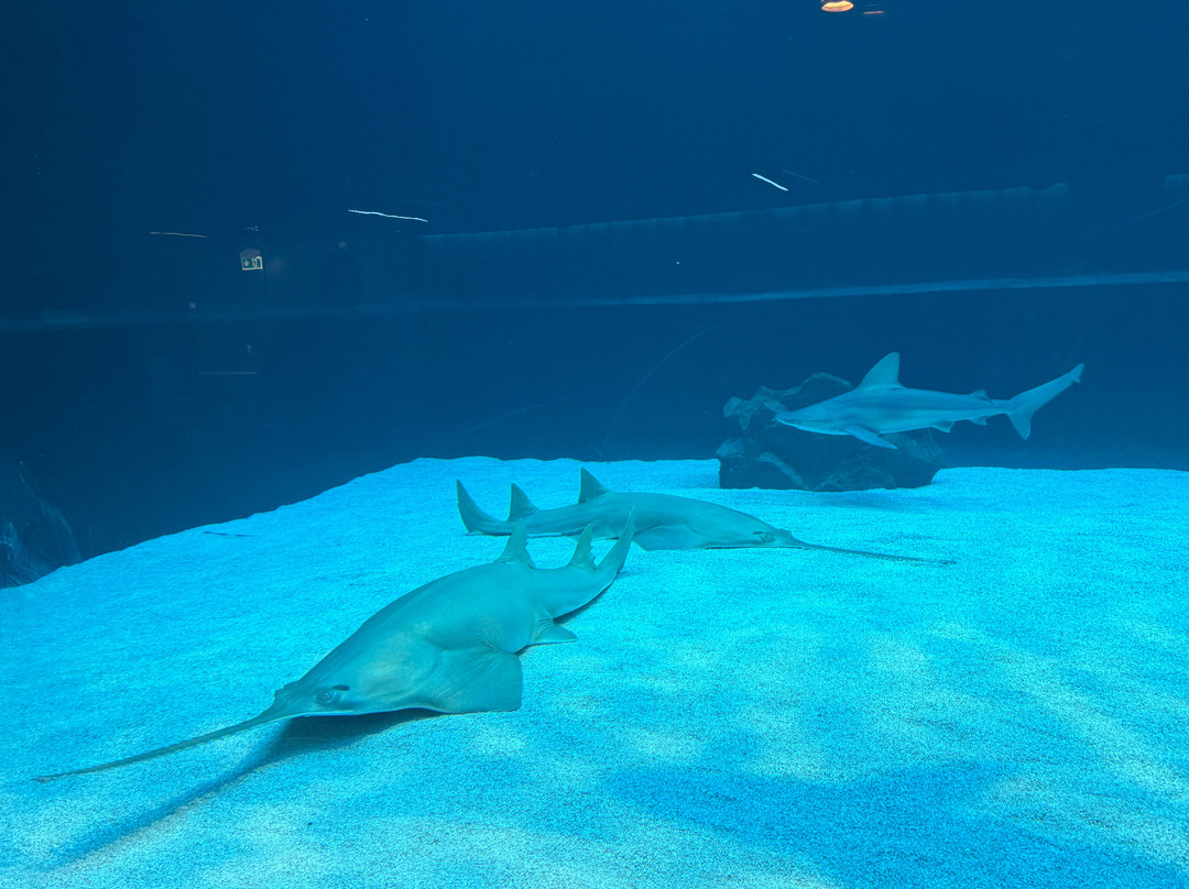 热那亚水族馆-热那亚必去景点